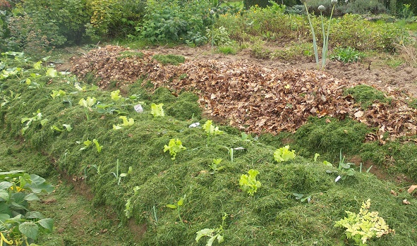 L'extraordinaire productivité d'un petit potager de 50 m2 : un