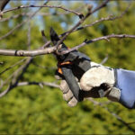 Première taille fruitiers